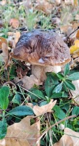 Steinpilz 3; Foto Helga 5.10.25 Steinpilz 3; Foto Helga 5.10.25