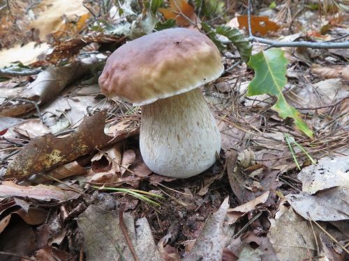 Steinpilz 3; Foto Michael 15.10.25 Steinpilz 3; Foto Michael 15.10.25