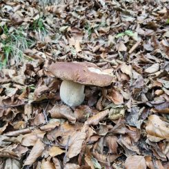 Steinpilz; Foto Antonio 20.9.26