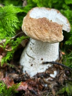Etwas angefressen: Fichtensteinpilz; Foto Armin 25.7.25