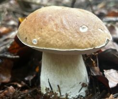 Herrlicher Fichtensteinpilz; Foto Armin 4.8.25