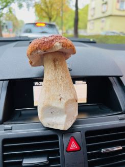 Steinpilz auf großer Fahrt; Foto Julius 26.9.25 Steinpilz auf großer Fahrt; Foto Julius 26.9.25