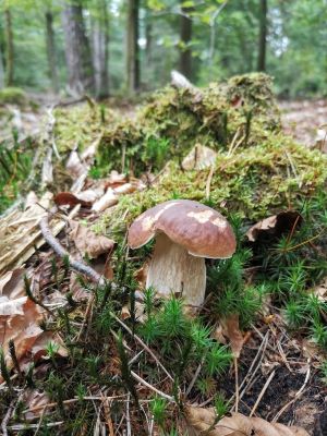Fichtensteinpilz; Foto Babs 21.9.25