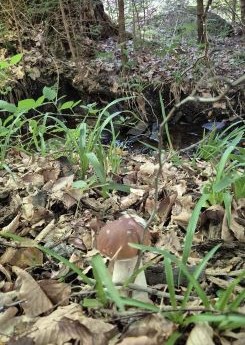 Steinpilz am Bach; Foto Tim 19.9.25 Steinpilz am Bach; Foto Tim 19.9.25