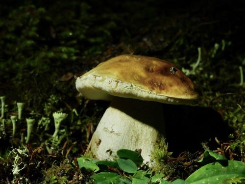 Steinpilz; Foto Baeri 22.9.25