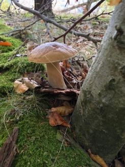 Steinpilz am Fuß einer Rotbuche; Foto Tobias 18.10.25 Steinpilz am Fuß einer Rotbuche; Foto Tobias 18.10.25