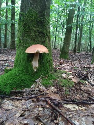 Steinpilz als Porling am Baum; Foto Privat 12.9.26 Steinpilz als Porling am Baum; Foto Privat 12.9.26