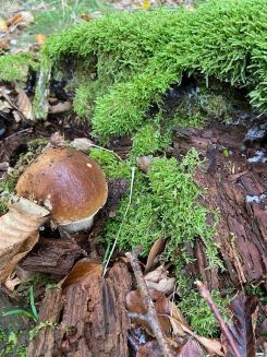 Schöner Steinpilz an Baumstumpf; Foto Tobias 13.10.25 Schöner Steinpilz an Baumstumpf; Foto Tobias 13.10.25