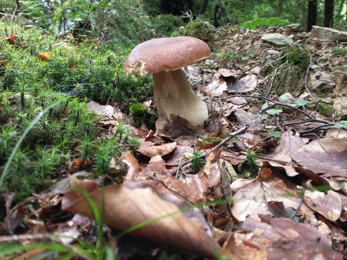 Steinpilz Cara 6.8.23 Steinpilz Cara 6.8.23