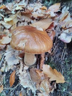 Ssteinpilz; Foto Christopher 26.10.25