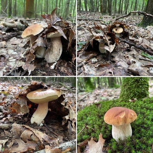 Steinpilz-Collage; Foto Volkmar 7.9.26