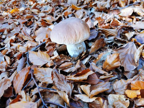 Steinpilz Corinna 30.10.22 Steinpilz Corinna 30.10.22