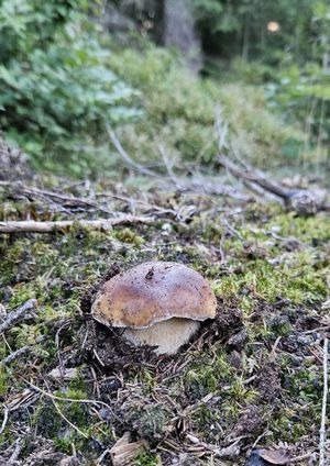 Prachtsteinpilz; Foto © Cornelius 4.10.23 Prachtsteinpilz; Foto © Cornelius 4.10.23