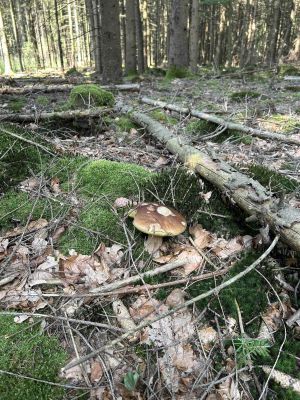 Steinpilz bei hingestreckten Fichtenstämmen; Foto Ralf 10.8.25