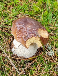 Noch brauchbarer Steinpilz mit Fraßstellen; Foto Michael H. 4.10.23