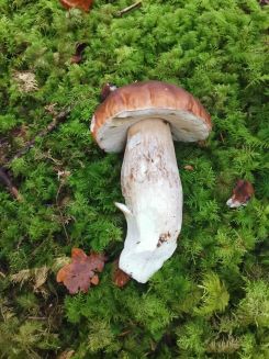 Schöner später Steinpilz; Foto Fritz 6.11.24 Schöner später Steinpilz; Foto Fritz 6.11.24