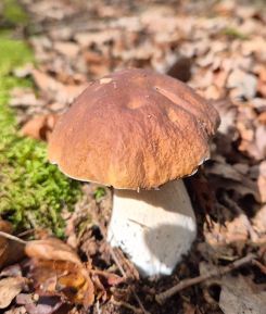 Steinpilz; Foto Hans 20.9.26
