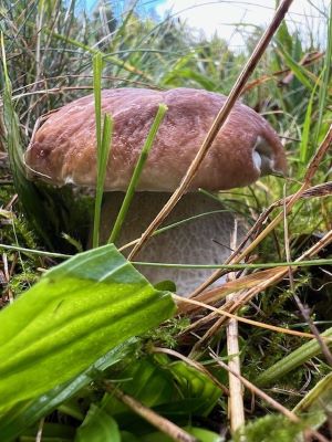 Schöner Fichtensteinpilz; Foto Heiko 12.9.25 Schöner Fichtensteinpilz; Foto Heiko 12.9.25