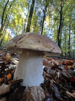Herrlicher Steinpilz; Foto Heiko 22.10.26