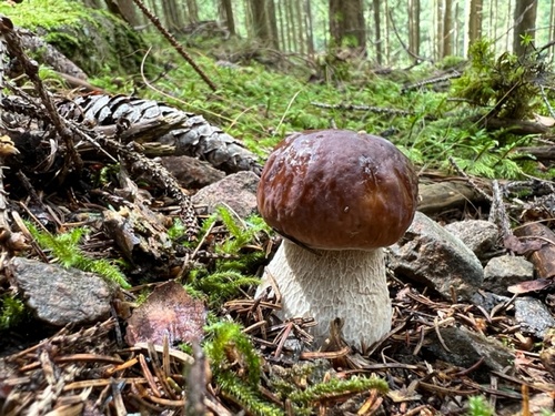 Steinpilz Heiko 3.8.23