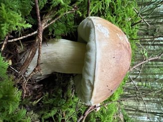 Schöner Steinpilz vom 8. November; Foto Heiko 8.11.24 Schöner Steinpilz vom 8. November; Foto Heiko 8.11.24