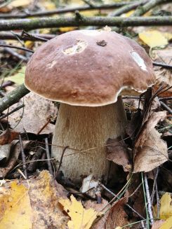 Steinpilz; Foto Jürgen 22.10.26