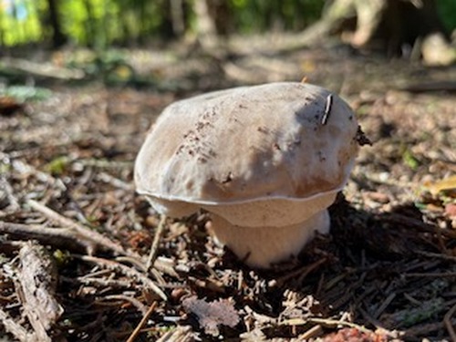 Steinpilz Jens 10.10.22 Steinpilz Jens 10.10.22