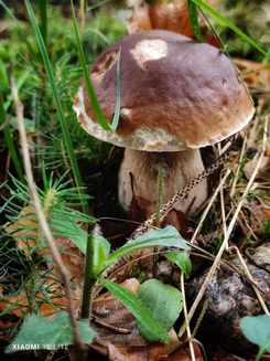 Steinpilz Jürgen 13.8.23