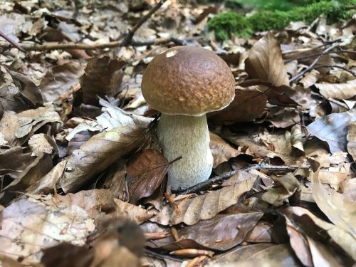 Schöner Fichtensteinpilz; Foto Jürgen 9.8.25