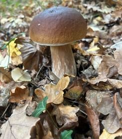 Schöner Steinpilz; Foto Julius 19.10.25 Schöner Steinpilz; Foto Julius 19.10.25