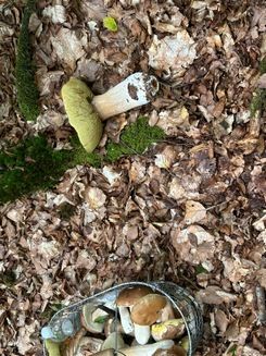 Großer Steinpilz, Korb; Foto Klaus 19.9.26