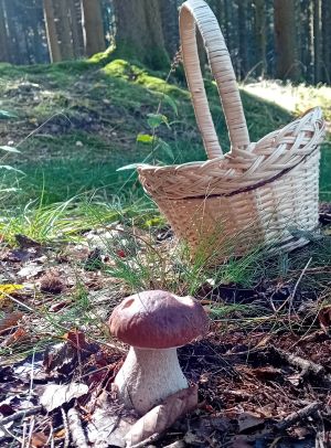 Ein Rückweg-Steinpilz; Foto Thomas 1.10.25 Ein Rückweg-Steinpilz; Foto Thomas 1.10.25