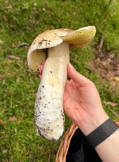 Großer Steinpilz; Foto Kurt 2.9.26 Großer Steinpilz; Foto Kurt 2.9.26
