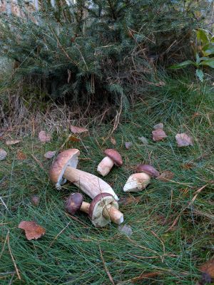 Steinpilz und Maronenröhrlinge; Foto Hendrik 11.11.25 Steinpilz und Maronenröhrlinge; Foto Hendrik 11.11.25