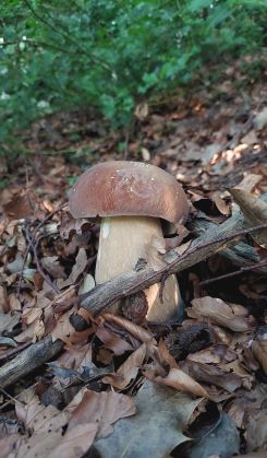 Schöner Steinpilz; Foto Martin 10.8.25