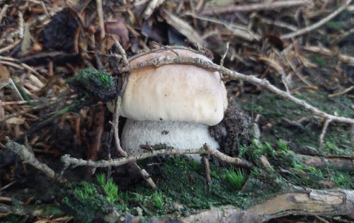 Junger Steinpilz; Foto Martin 20.7.25