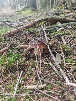 Steinpilz im Zweigversteck; Foto Martin 26.9.26 Steinpilz im Zweigversteck; Foto Martin 26.9.26