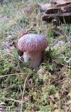 Junger Steinpilz; Foto Martin 3.9.26