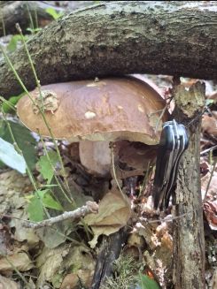 Ausgebremster Steinpilz; Foto Onno 30.9.26
