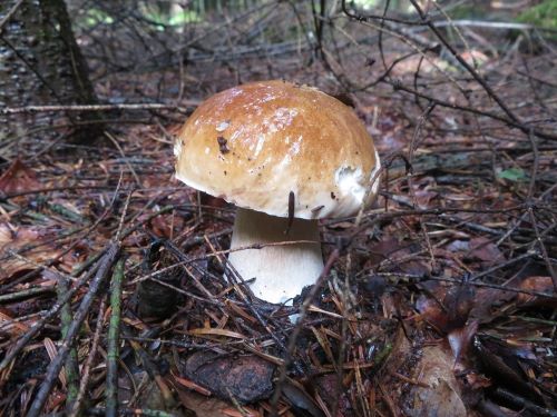 Fichtensteinpilz im Mischwald; Foto Michael 14.9.25
