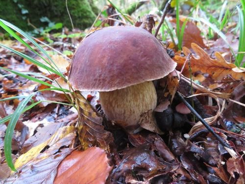 Steinpilz; Foto Michael 23.10.25 Steinpilz; Foto Michael 23.10.25