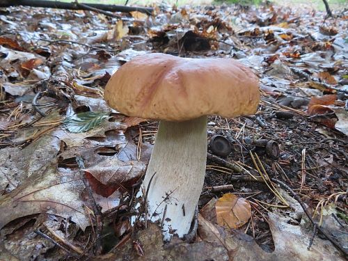 Noch ein schön gewachsener Steinpilz; Foto Michael 28.9.25