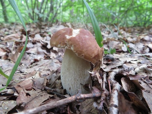 Steinpilz Michael 8.8.23 Steinpilz Michael 8.8.23