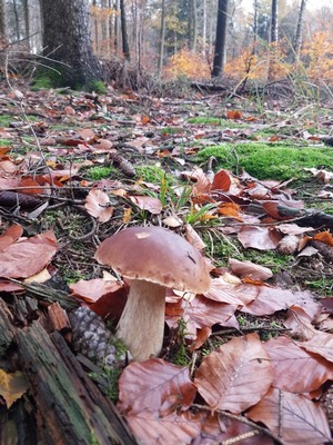 Steinpilz im Mischwald; Foto Agnes 22.11.23