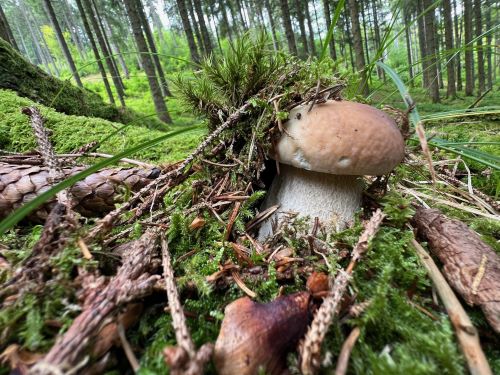 Steinpilz mit einem Schutz- und Versteckschild aus Moos; Foto Heiko 4.8.25