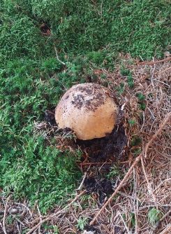Steinpilz im Fichtenwald; Foto Martin 20.7.25