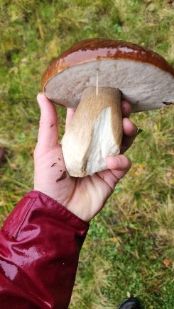 Steinpilz 1, nasser Ärmel; Foto Florian 25.10.26