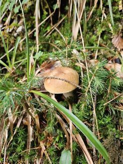 Steinpilz inmitten von Lärchenspitzen; Foto Nora 11.9.26
