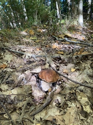 Steinpilz Patrick 10.10.22 Steinpilz Patrick 10.10.22