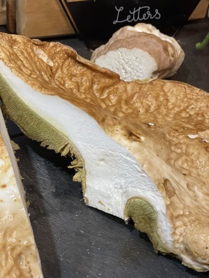 Steinpilz Querschnitt Polina 20.10.22 Steinpilz Querschnitt Polina 20.10.22